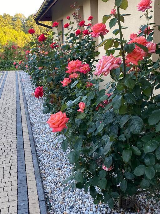אוסטראון Apartament Zacisze מראה חיצוני תמונה